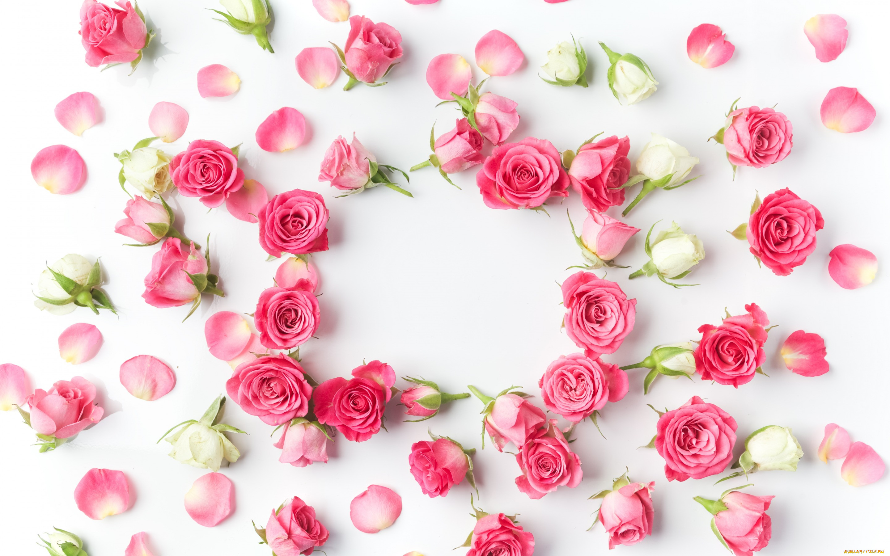 , , romantic, pink, roses, , flowers